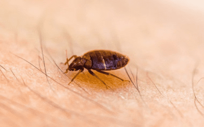 What Is The Main Cause Of Bed Bugs In Mesa Homes?