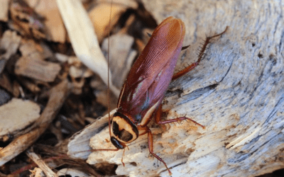 How To Get Rid Of Cockroaches: A Comprehensive Guide For Mesa Homeowners