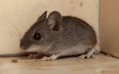 Rodent Control 101: Essential Tips For Keeping Your Mesa Home Safe